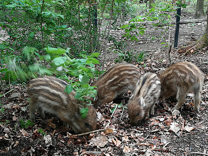Vier fressende Frischlinge im Hemfurther Tierpark.